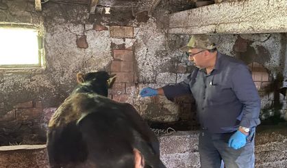 Kütahya Emet’te büyükbaş hayvanlara aşılama çalışması