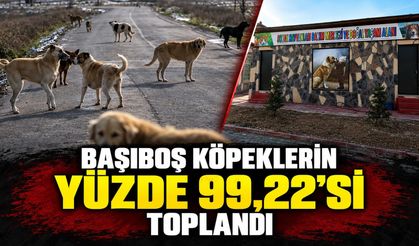 Başıboş köpeklerin yüzde 99,22’si toplandı