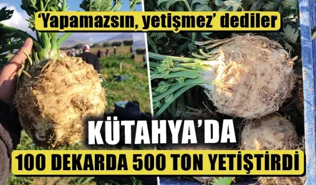 Kütahya’da ilk kez ekti, 500 ton verim aldı