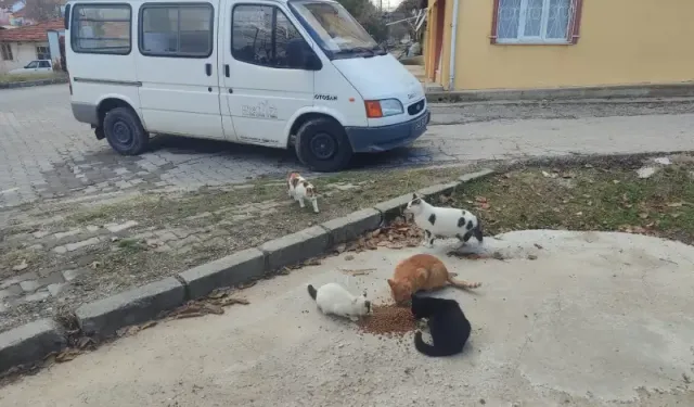 Kütahya Gediz’de sokak hayvanları unutulmuyor