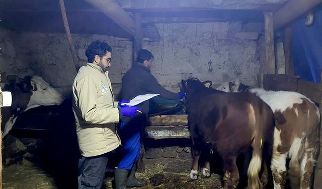 Kütahya’da aşılama ve küpeleme çalışmaları devam ediyor