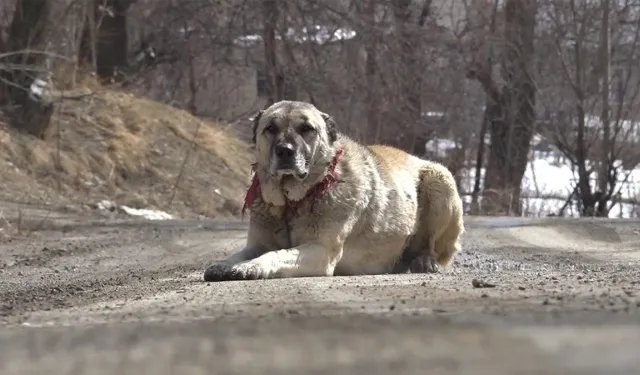 Sahipsiz köpekler toplanıyor, sahipli köpekler kimliklendiriliyor