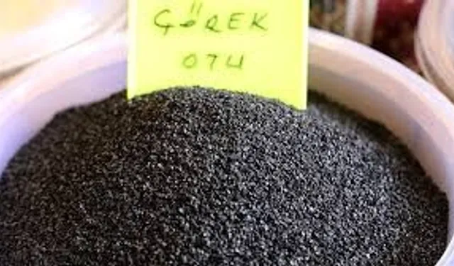 Çörek otunun Akciğer kanseri hücrelerini yok ediyor