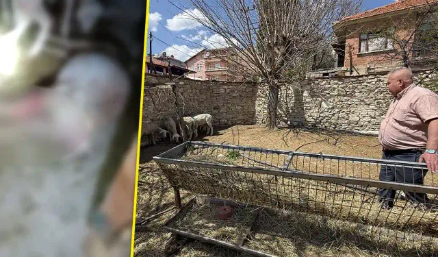Kütahya'da sahipsiz köpekler koyunlara saldırdı