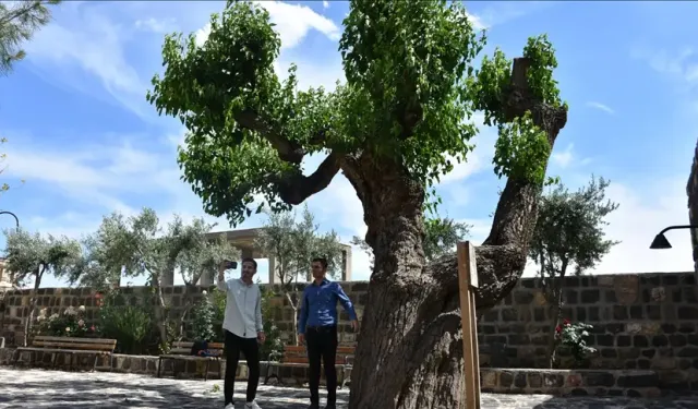 402 yıllık dut ağacına özel bakım