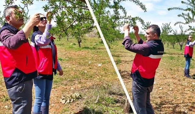 Altıntaş’ta zirai don sonrası bahçelerde kontroller yapıldı