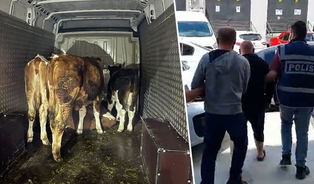 Kütahya'da hayvan hırsızları yakalandı