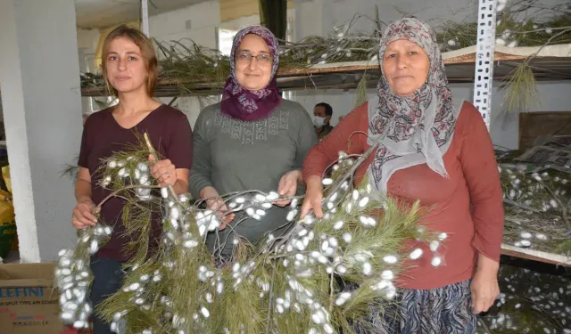 Anne - kız devlet desteğiyle ipek böceği yetiştiriyor