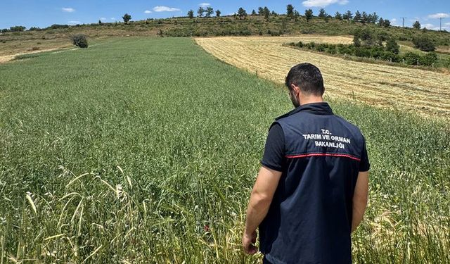 Kütahya Emet’te yem bitkisi destekleme kontrolleri sürüyor