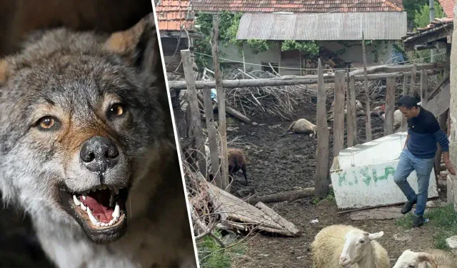 Kütahya’da ağıla giren kurtlar, koyunları telef etti