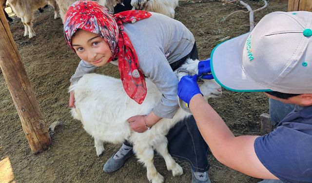 Kütahya Emet’te küpeleme ve aşılama uygulaması yapıldı