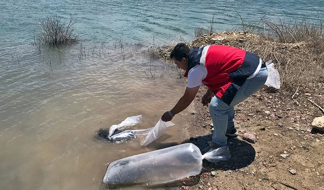 Kütahya’daki göletlere 100 bin sazan yavrusu bırakıldı