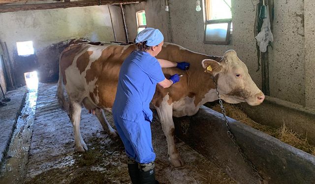 Kütahya Domaniç'te şap aşısı ve kimliklendirme çalışması