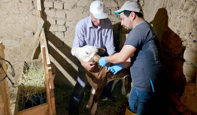 Kütahya Emet’te hayvan sağlığı ve aşılama çalışmaları