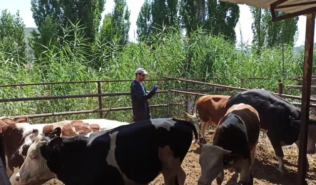 Kütahya Şaphane’de şap aşısı ve buzağılara çalışması yapıldı