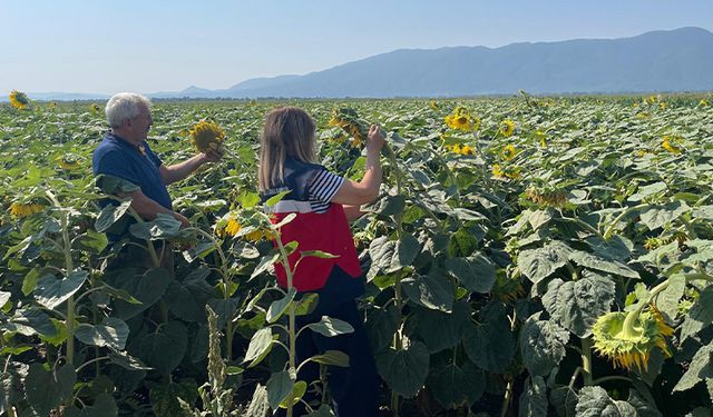 Kütahya Simav’da ayçiçeği ekili alanlarda kontroller yapıldı