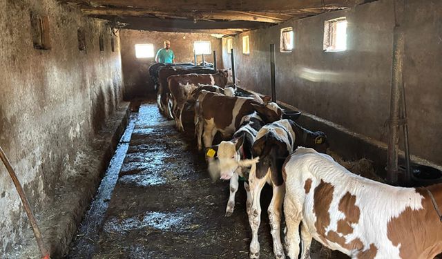 Kütahya Tavşanlı’da aşılama çalışmaları sürüyor