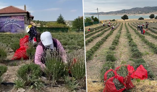 Kütahya’nın lavanta ürünleri yurt dışına ihraç ediliyor