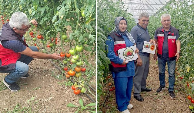 Kütahya Simav’da Eynal domateslerinde kalite denetimi