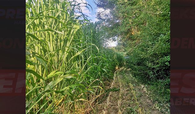 Gediz’de sorgum sudan otu hasat kontrolleri gerçekleştirildi