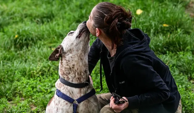 İtalya’da “köpek vergisi”: 2026’da yürürlüğe girecek