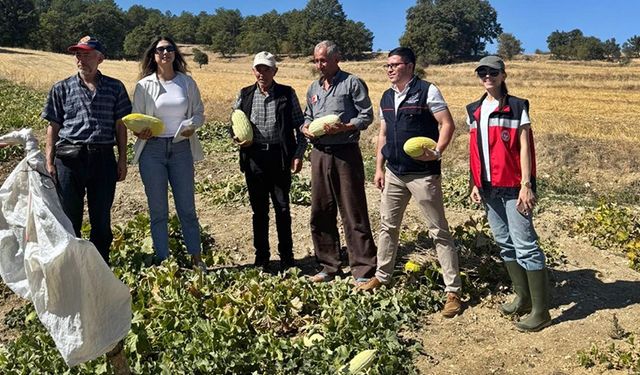 Kütahya Emet’te Organik Göncek Kavunu projesi başladı