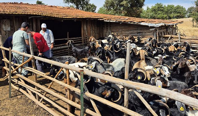 Kütahya Simav’da keçi sürülerine aşılama çalışması