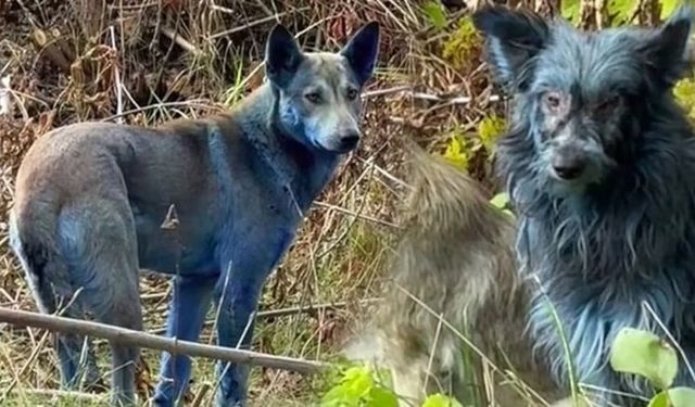 40 yıl sonra mavi köpekler görülmeye başlandı