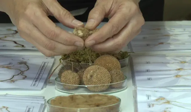 Bursalı öğrenciler kara yosunundan çevreci gübre üretti