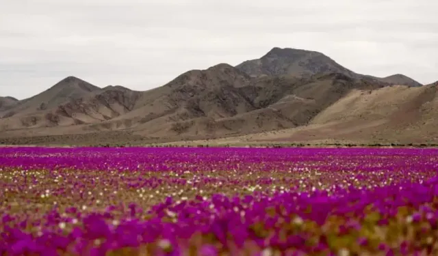 Dünyanın en kurak çölü Atacama, çiçeklerle kaplandı