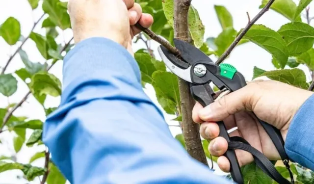 Mart ayında budamanız gereken 3 önemli bahçe bitkisi