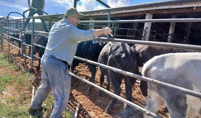Kütahya Emet’te hayvan sağlığı çalışmaları devam ediyor