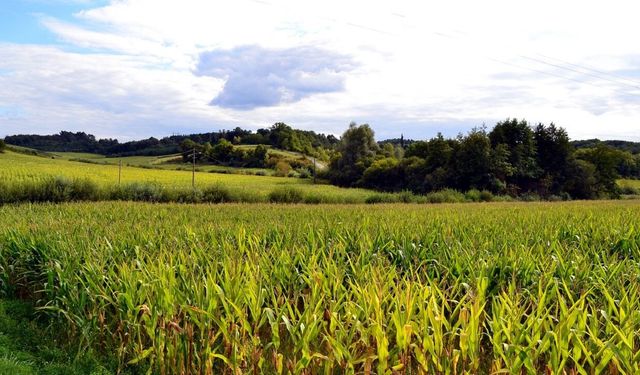 Simav'da büyük alan satışa çıktı: Mahkeme bu rakamı getirene satılacağını duyurdu