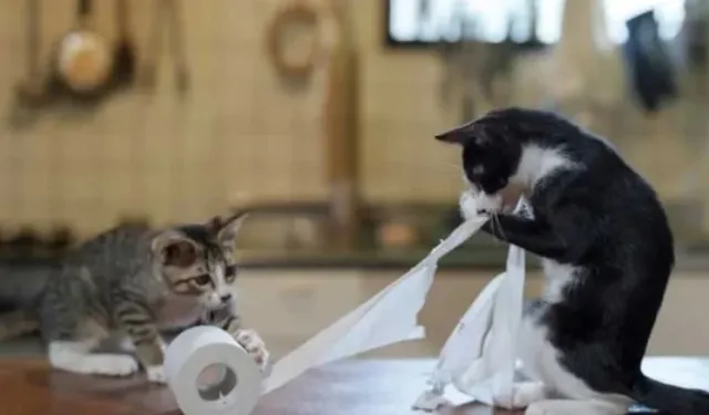 Avrupa’da evcil hayvan sınırlaması: Llubí’de sayı eve göre belirlenecek