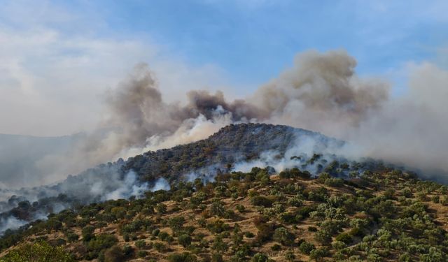 Aydın'da ziraat alanında çıkan yangına müdahale ediliyor