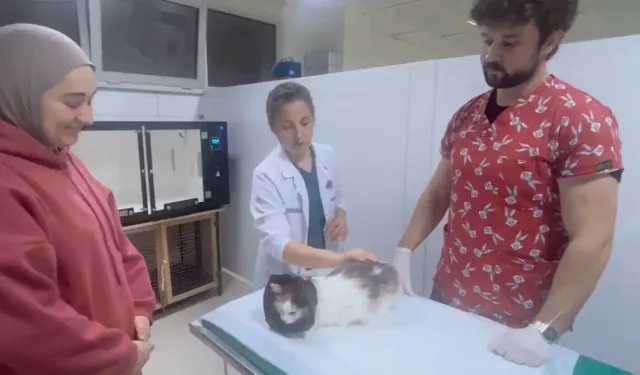 Balıkesir’de damağı yarılan kedi nadir teknikle tedavi edildi