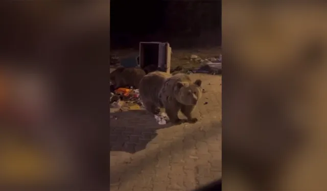 Bursa’da ayı, sucuk uzatan sürücüye saldırdı