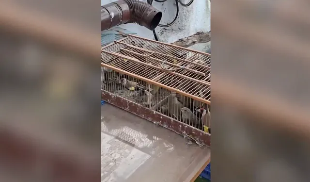 Bursa’da yasa dışı yakalanan kuşlar doğaya salındı