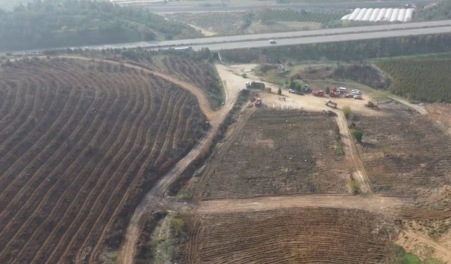 Bursa'da yıllar önce yanan ormanlık alanlar yeniden yeşeriyor
