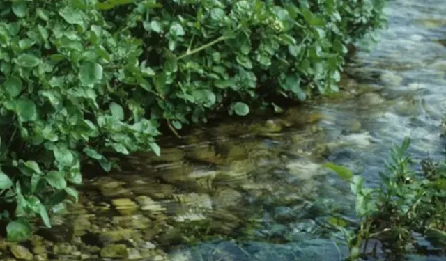 Dünyanın en sağlıklı sebzesi açıklandı