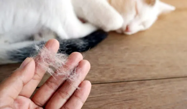 Evcil hayvan tüylerini saniyeler içinde temizlemenin pratik yöntemleri