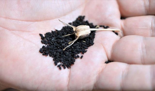 Firavun altını çörek otu kolesterolü düşürüyor