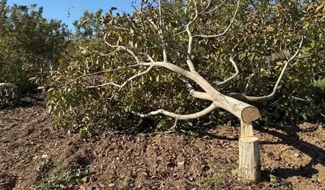 İzmir’de çiftçinin 20 yıllık ceviz ağaçları kesildi