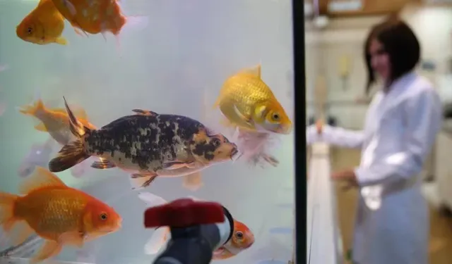 Japon balığı gübresi topraksız tarımda verimi artırıyor