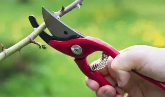 Kasımda budamanız gereken 3 ağaç ve bitki