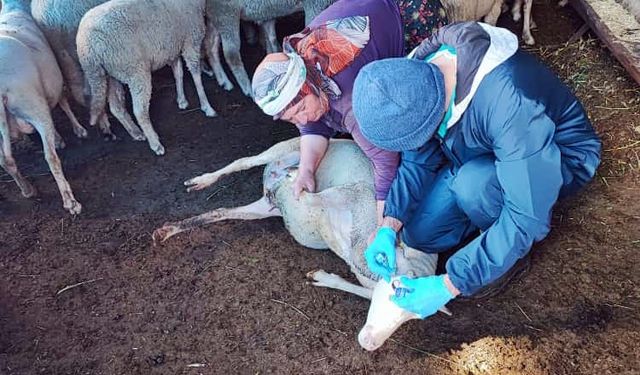 Kütahya Şaphane’de küçükbaş hayvanlara brucella aşısı