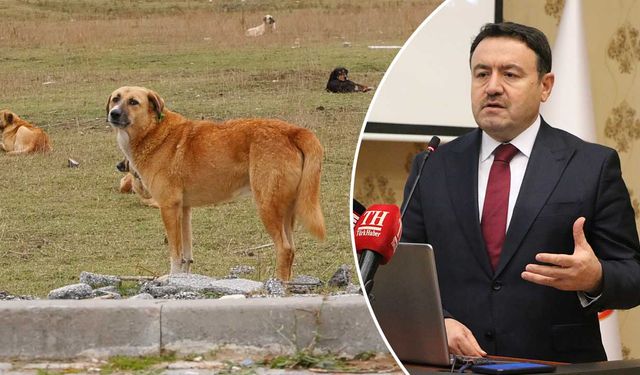 Kütahya Valisi Işın, sokak köpek sayılarını açıkladı
