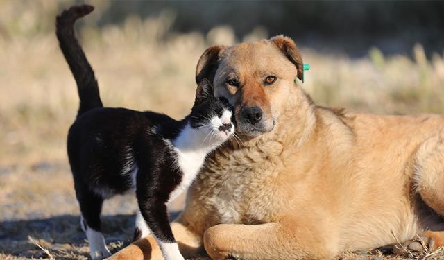 Kütahya’da kedi ve köpek sahipleri dikkat!