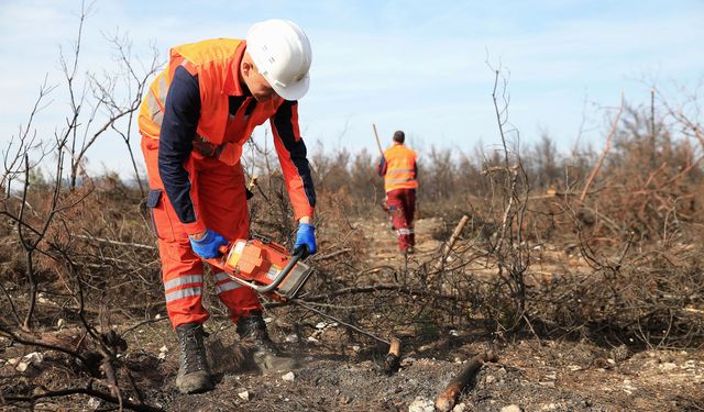 Manisa’da yanan ormanlar yeniden hayat buluyor