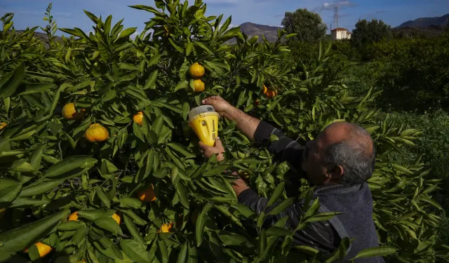 Meyve sineği tuzakları mandalinada ilaç kullanımını azalttı
